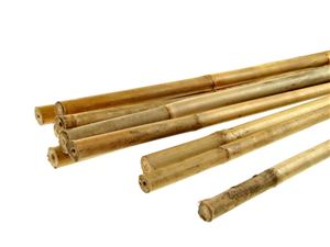 bambus tyč 245 cm