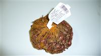 Sazečka červená balená - 500 g  (+/- 10%)