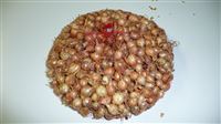 Sazečka ŠTUTGARTSKÁ  - 500 g(+/-10%  - balená)