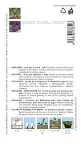 kedluben Modrava F1 50s. ***