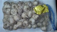 Česnek sadbový DUKÁT - 5kg ozimý paličák - licencovaný