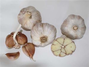 Česnek ozimý OTAKAR -  4 česneky