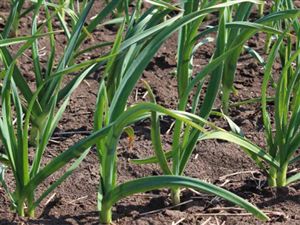 Česnek ozimý OTAKAR -  4 česneky