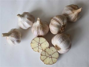 Česnek ozimý OTAKAR -  4 česneky