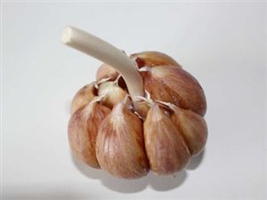 Česnek ozimý OTAKAR -  4 česneky